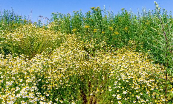 beautiful summer landscape with blossoming meadow and flowers. wild flowers blooming spring