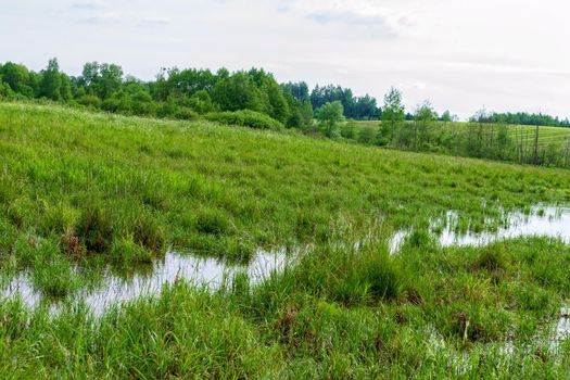 Picturesque swamp in the summer time on a sunny day. Wild nature, Russia, Moscow region.