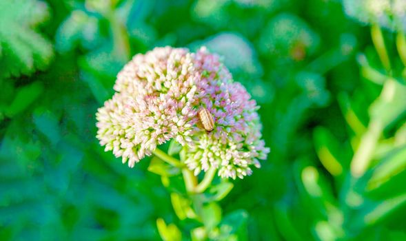 Beautiful wildflowers close-up, in sunny summer weather. Russia, Moscow region.