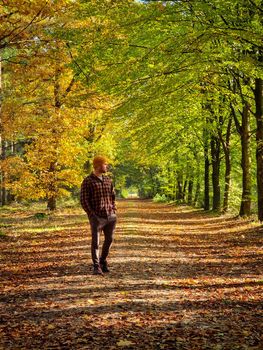 man mid age walking in the forest during Autumn season in nature trekking with orange red color trees during fall season in the Netherlands Drentsche Aa Holland