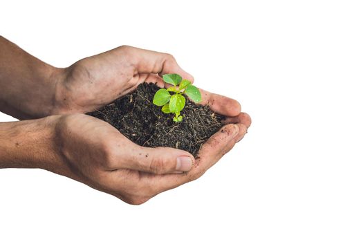 Hands holding young green plant, Isolated on white. The concept of ecology, environmental protection.