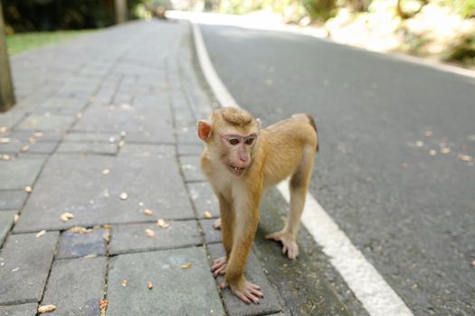 Cute monkey walking on road in India. Concept of asian animals and wild nature.