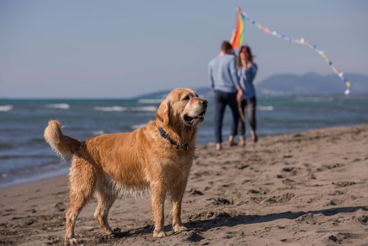 happy young family with kids having fun with a dog and  kite at beach during autumn day