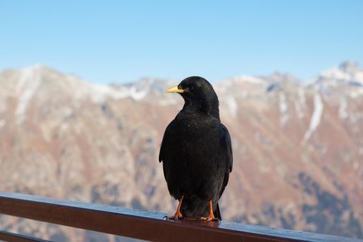 High quality photo about raven sitting on the railing, crow in the mountains, bird, blurred background, close-up