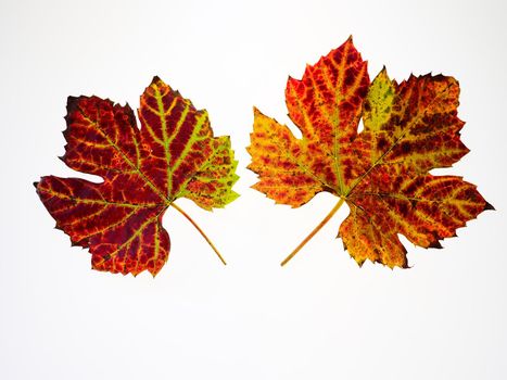 close up of vine leafs on a lightbox