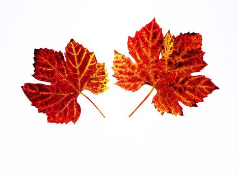 close up of vine leafs on a lightbox