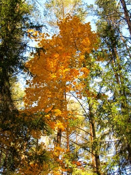 Scenic orange tree in autumn forest on a sunny day