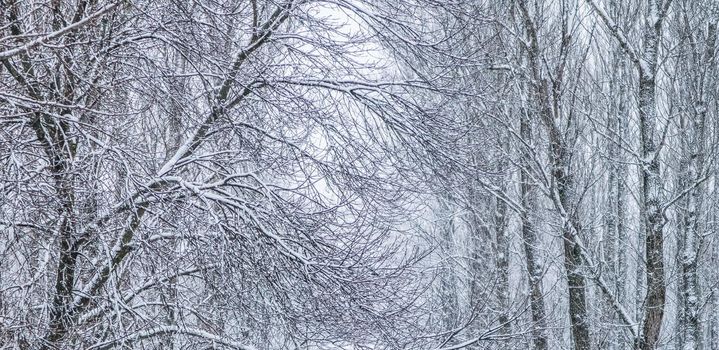 Snowing landscape, winter holiday concept - Fairytale fluffy snow-covered trees branches, nature scenery with white snow and cold weather. Snowfall in winter park. Soft focus