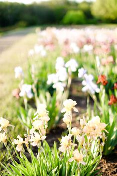 Sunny photo of amazing irises in garden. Concept of spring inspiration and nature.