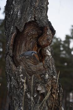 birds in the Siberian park. High quality photo