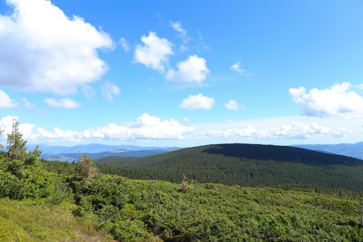 Fir trees and grass in mountains with clouds in background. Conept of nature landscapes and Alps, summer season.