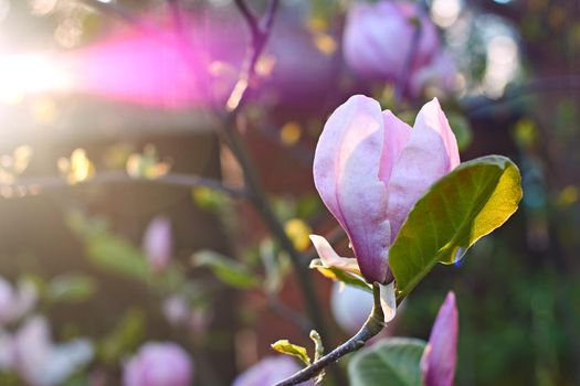 Beautiful magnolia flower in the rays of evening spring sunlight in the garden with nice lens flare effect.