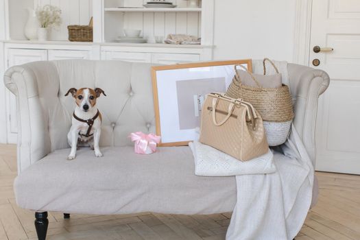 Dog Jack Russell Terrier sits on the couch and looks at the camera with a retro suitcase. Horizontal indoors shot of light interior with small couch.