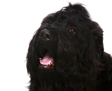 Large black shaggy dog closeup-Isolated on white background