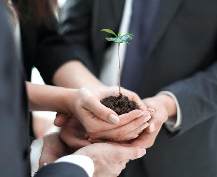 close up.Male and female business partners nurturing a new plant