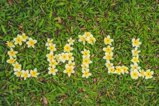 Inscription chill on the grass. Flowers frangipani.