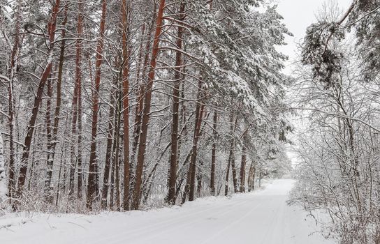 Beautiful winter forest with snowy trees and a white road. Fairy tale.