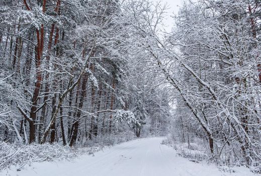 Beautiful winter forest with snowy trees and a white road. А lot of thin twigs covered with snow