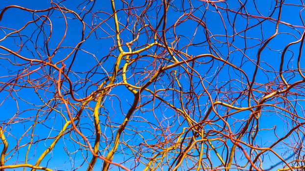 Corkscrew golden willow branches against blue sky in winter sunny day. Salix Matsudana. Natural background