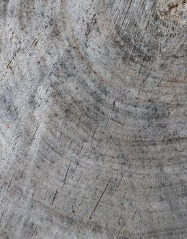 Background from cross section of tree trunk. Abstract texture from the rings of old weathered wood with a crack