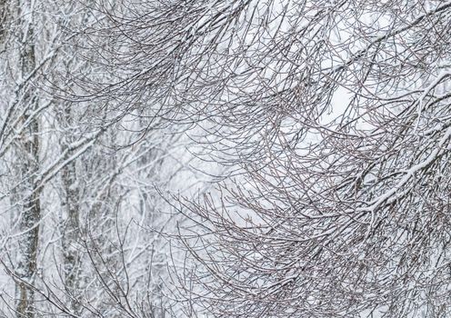 Snowing landscape, winter holiday concept - Fairytale fluffy snow-covered trees branches, nature scenery with white snow and cold weather. Snowfall in winter park. Soft focus