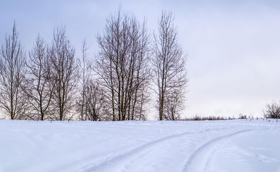 Snow-covered field, white road and a group of trees on the horizon. Winter landscape