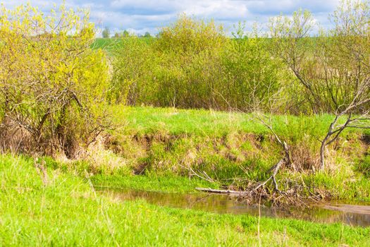 summer green shoots