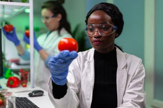 African american scientist woman holding gmo tomato analyzing after injected with pesticides working at microbiology experiment in laboratory. Chemist doctor analyzing modified genetically vegetable