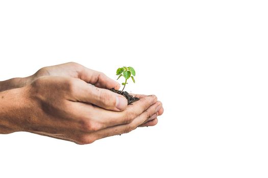 Hands holding young green plant, Isolated on white. The concept of ecology, environmental protection.