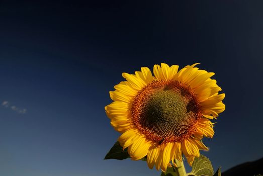 sunflower at sunny day   (NIKON D80; 6.7.2007; 1/100 at f/5.6; ISO 100; white balance: Auto; focal length: 18 mm)