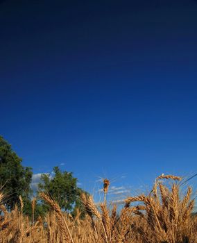 wheat and blue sky   (NIKON D80; 6.7.2007; 1/125 at f/8; ISO 100; white balance: Auto; focal length: 18 mm)