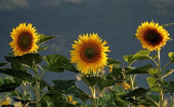 sunflower at sunny day   (NIKON D80; 6.7.2007; 1/100 at f/5.6; ISO 100; white balance: Auto; focal length: 135 mm)