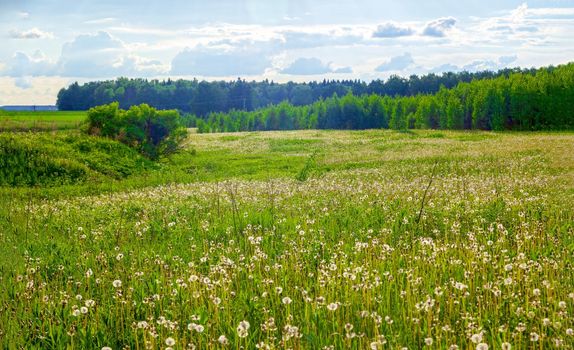 Yellow dandelions. Bright, juicy dandelion flowers against the background of green spring meadows in late May.