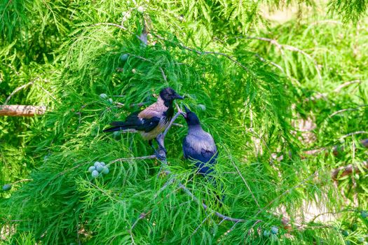 Crows fight among themselves in the branches of a tree. Turkey, July. Wildlife concept
