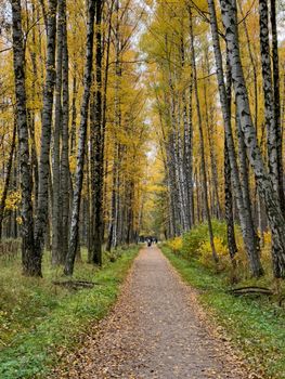 The path in the autumn park, yellow leaves on trees and on the ground, long shadows of trees, walking people, sunbeams of the sun,. High quality photo