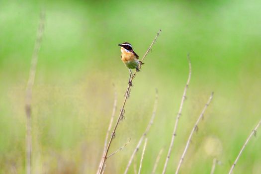 Stonechat. A small birdie, the size of a robin, is sitting in a thin grass sprig, in summertime, among the endless fields of Russia. The concept of wildlife and its conservation.
