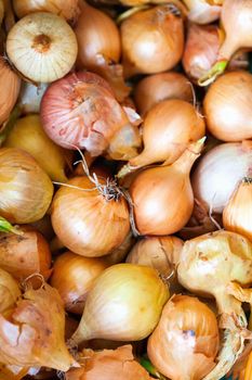 Yellow onions crop. Close up vegetable ingredient