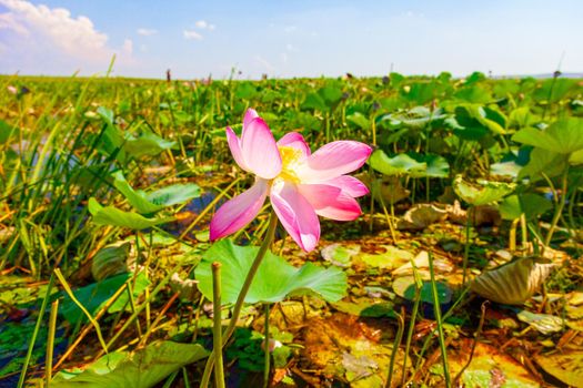 Flowers and lotus leaves among a large lake in the Krasnodar region, Russia.