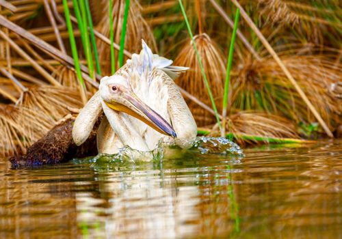 Pelican swimming on the lake. National park. Kenya