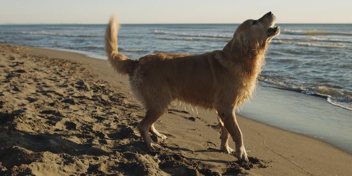 Golden Retriever on beach during autumn day