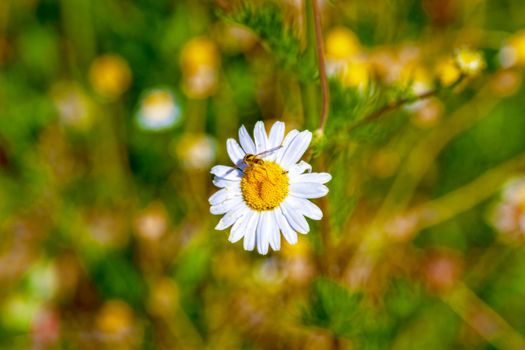 A dragonfly sits on a daisy lit by the morning spring sunshine. Close-up. Wildlife concept, beautiful background for your desktop.