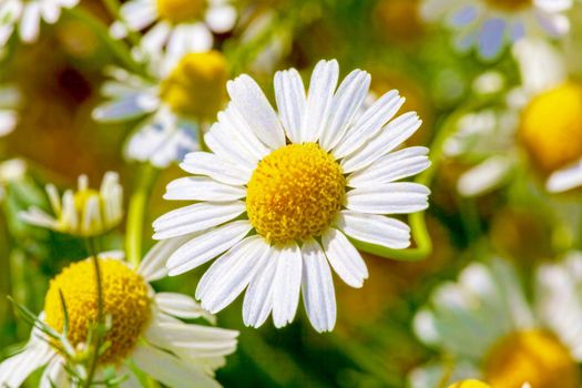 Chamomile flowers lit by the morning sun in the summer in the field. close-up. Concept of wildlife, summer outdoor recreation. Beautiful background for a magazine.