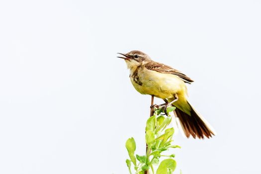 A small bird of a passerine squad is sitting on a branch. Concept of wildlife, summer, Russia, Moscow region.