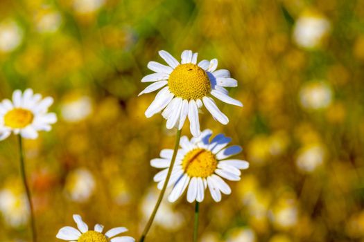 Chamomile flowers lit by the morning sun in the summer in the field. close-up. Concept of wildlife, summer outdoor recreation. Beautiful background for a magazine.