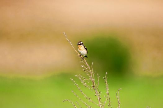 Stonechat. A small birdie, the size of a robin, is sitting in a thin grass sprig, in summertime, among the endless fields of Russia. The concept of wildlife and its conservation.