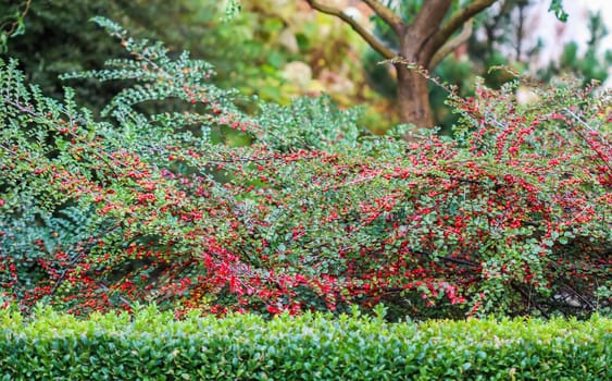Many red fruits on the branches of a cotoneaster horizontalis bush in the garden in autumn. Natural background