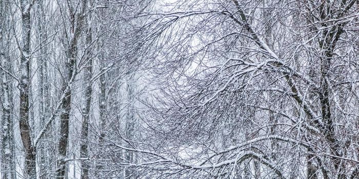 Snowing landscape, winter holiday concept - Fairytale fluffy snow-covered trees branches, nature scenery with white snow and cold weather. Snowfall in winter park. Soft focus