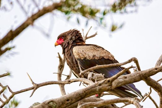 The eagle is sitting on the branches of trees. Kenya, a national park.