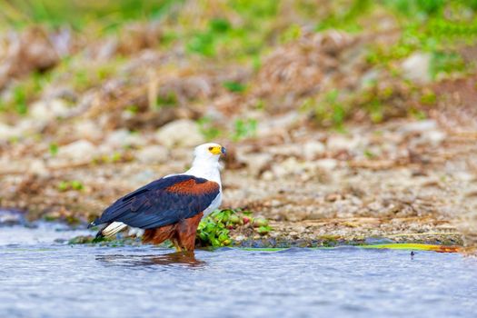 The eagle hunts fish on Lake Nakuru. Kenya. National park.