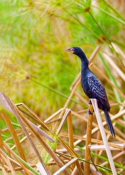 Waterfowl.Double Crested Cormorant.Phalacrocorax auritus.Kenya, a national park. Photo safari Wildlife concept